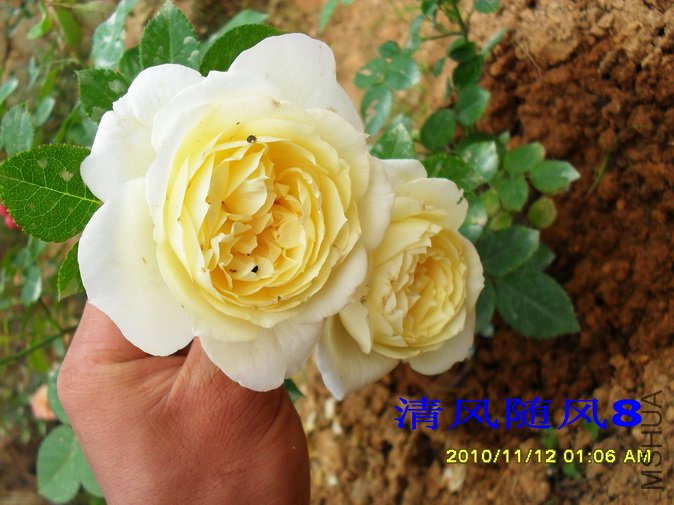 ��ɷ�˹�� (3).jpg