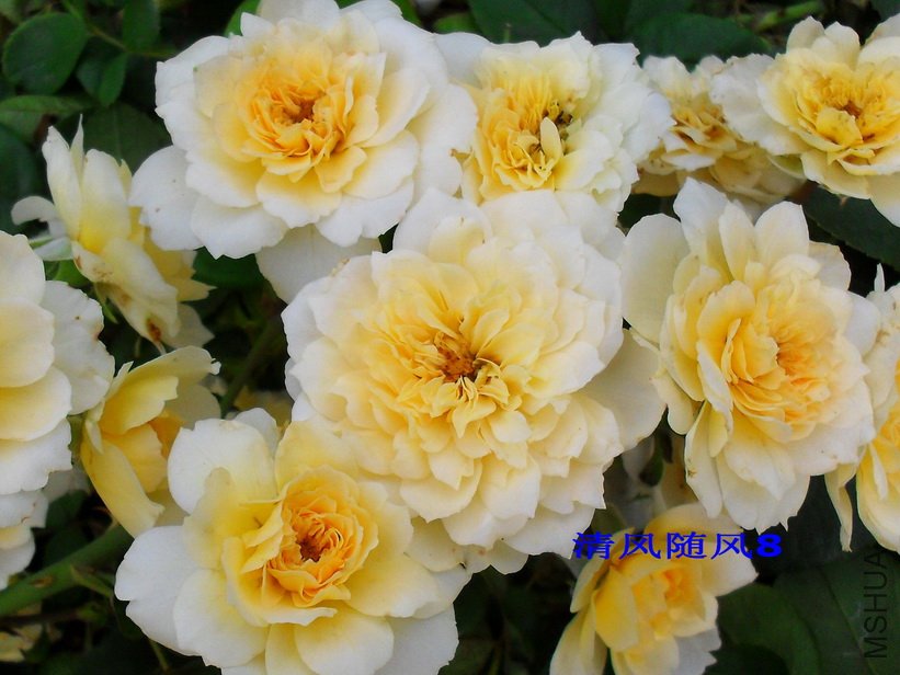 ���˰������İ�� (24).jpg