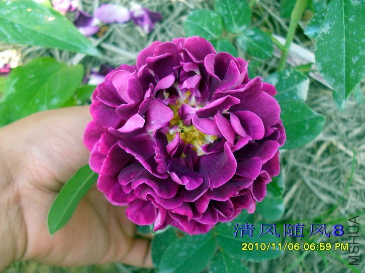 ������˹�� (Tuscany Superb) (2).jpg