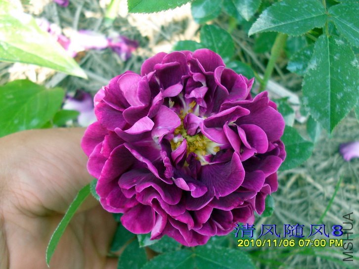 ������˹�� (Tuscany Superb) (3).jpg