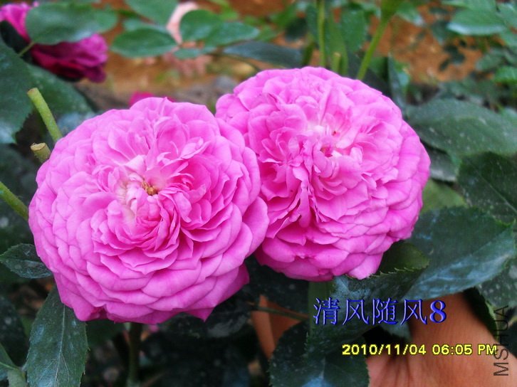 �������ʺ� (Reine Des Violettes) (3).jpg