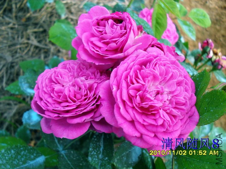 �������ʺ� (Reine Des Violettes) (4).jpg