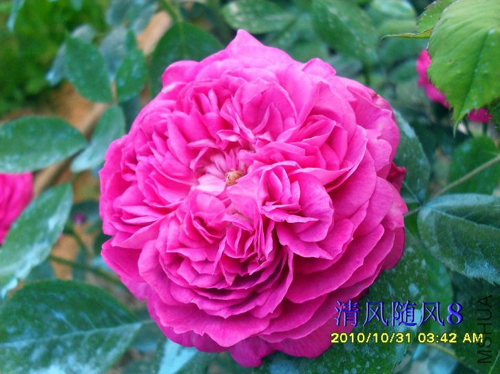 �������ʺ� (Reine Des Violettes) (5).jpg