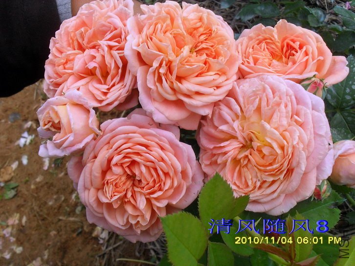 ������ʦ (alchymist) (3).jpg