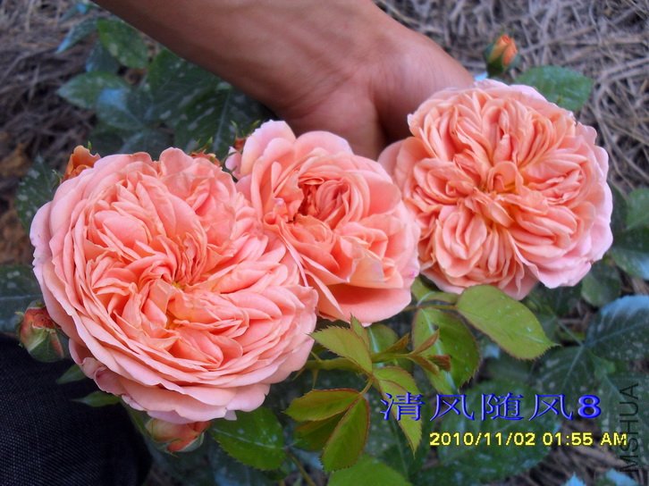 ������ʦ (alchymist) (5).jpg