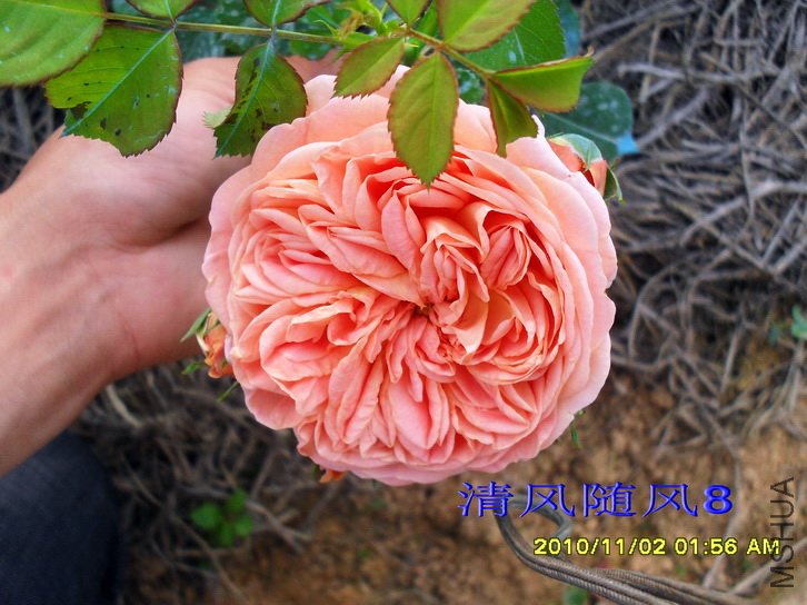 ������ʦ (alchymist) (2).jpg