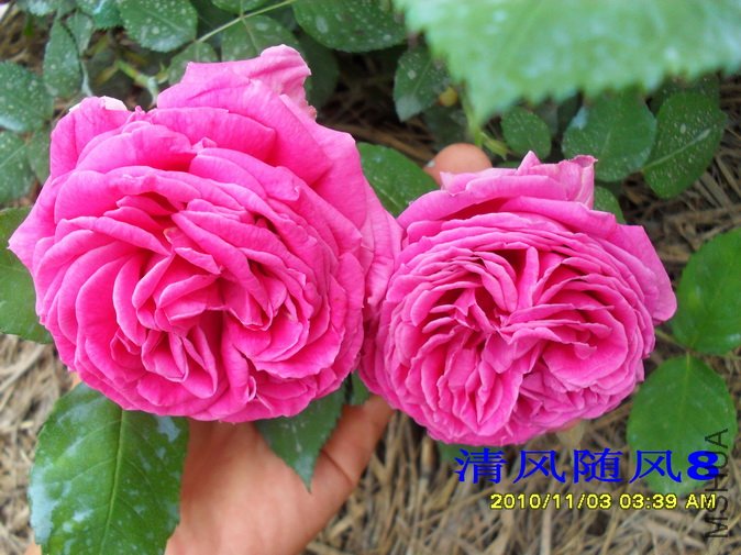 �������׷���2 (1).jpg