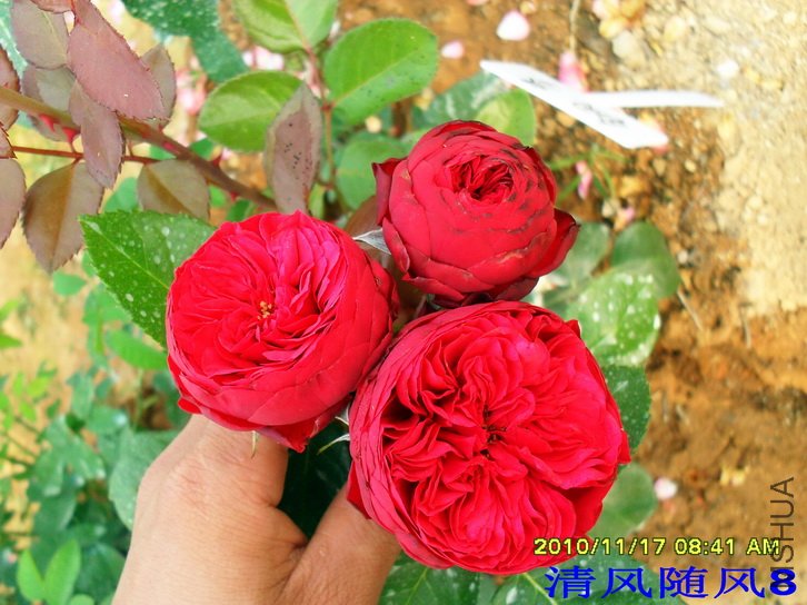 ���� (Piano (3).jpg