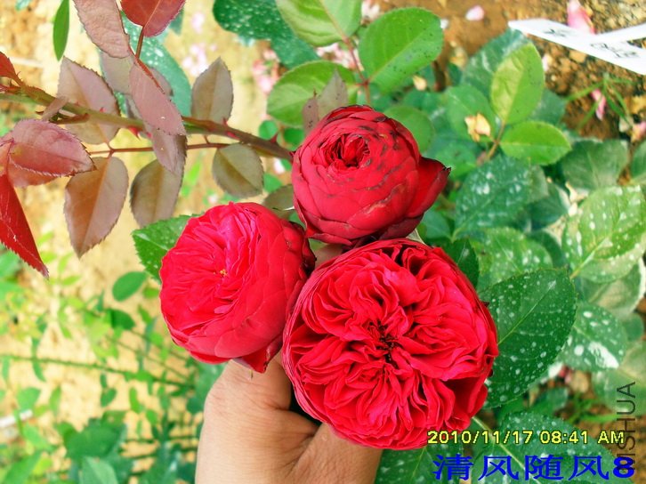 ���� (Piano (4).jpg