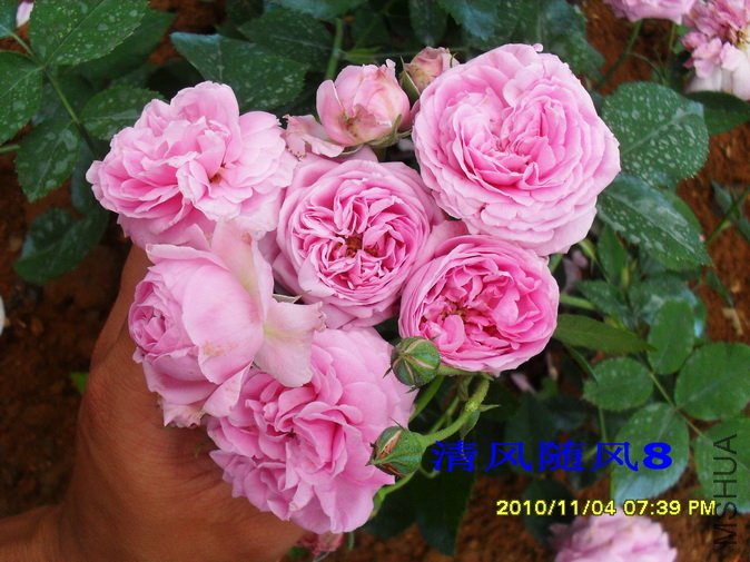 ������ά������1 (1).jpg