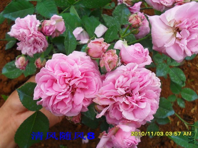 ������ά������1 (11).jpg