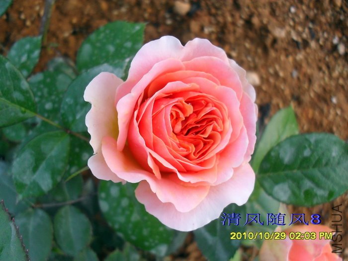 ���ֹ� (Chippendale��.jpg