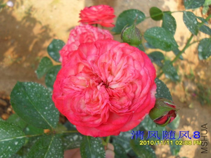 ���̿� (Antike) (5).jpg