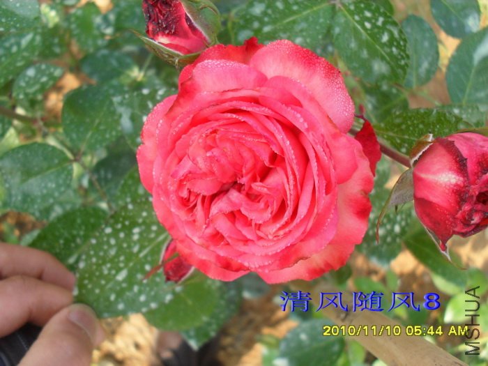 ���̿� (Antike) (2).jpg