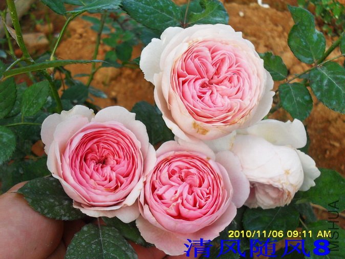 �ܷ��ܶ���2 (6).jpg