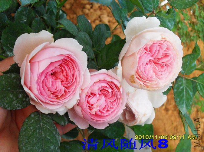 �ܷ��ܶ���2 (7).jpg