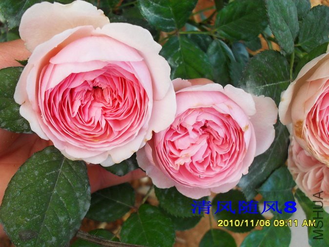 �ܷ��ܶ���2 (4).jpg