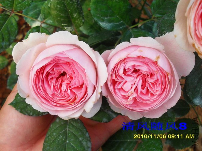 �ܷ��ܶ���2 (5).jpg