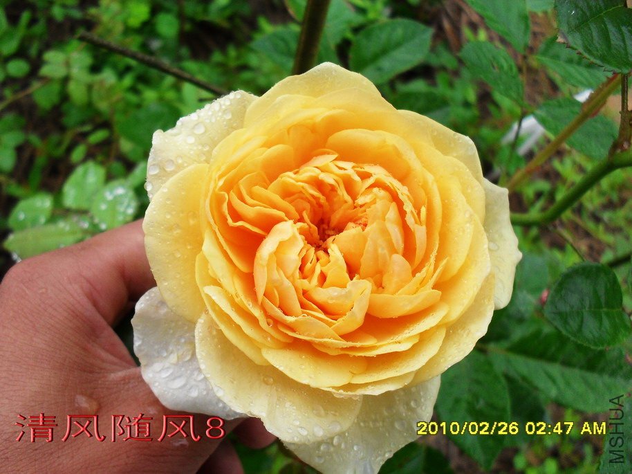 ���׺�ķ.����˹11 (2).jpg