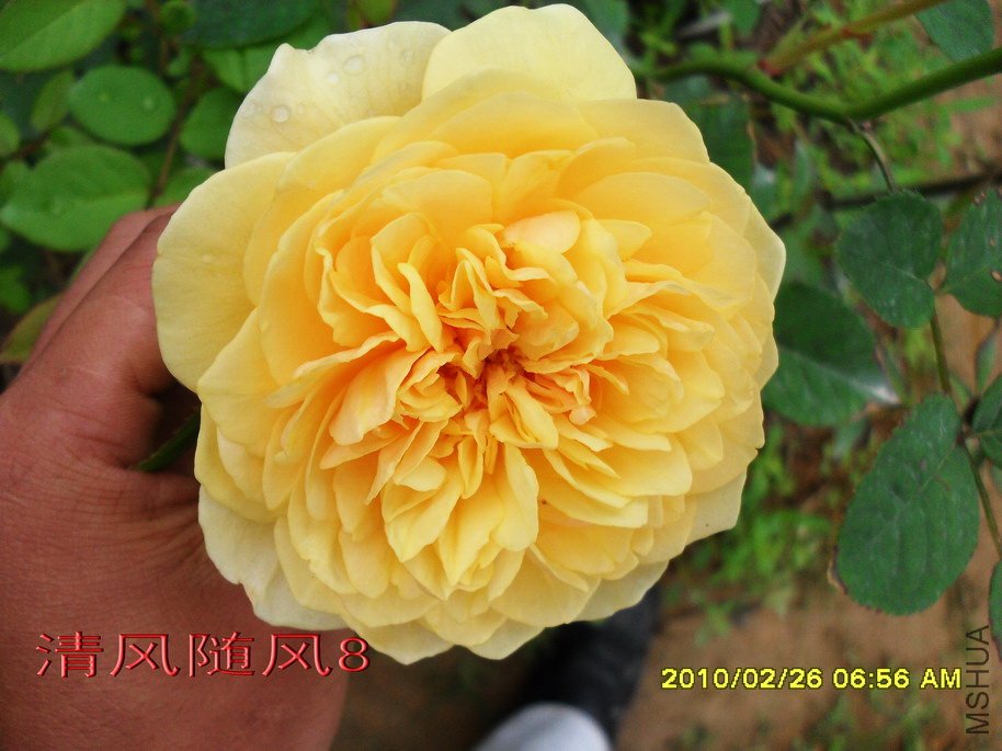 ���׺�ķ.����˹11 (5).jpg