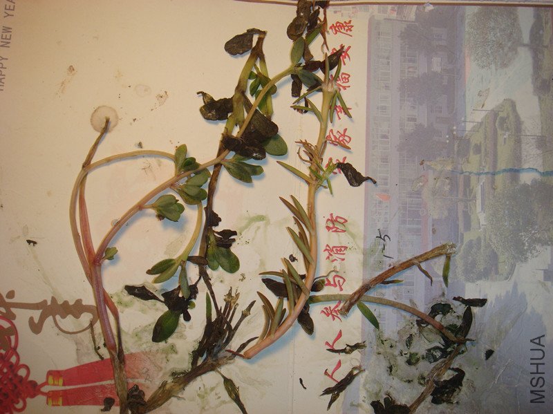 DSC08455_����.jpg