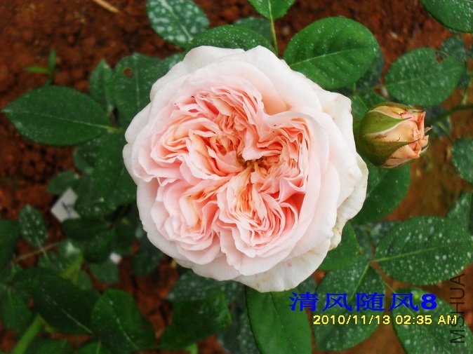 ������õ�� (Claire Rose) (3).jpg