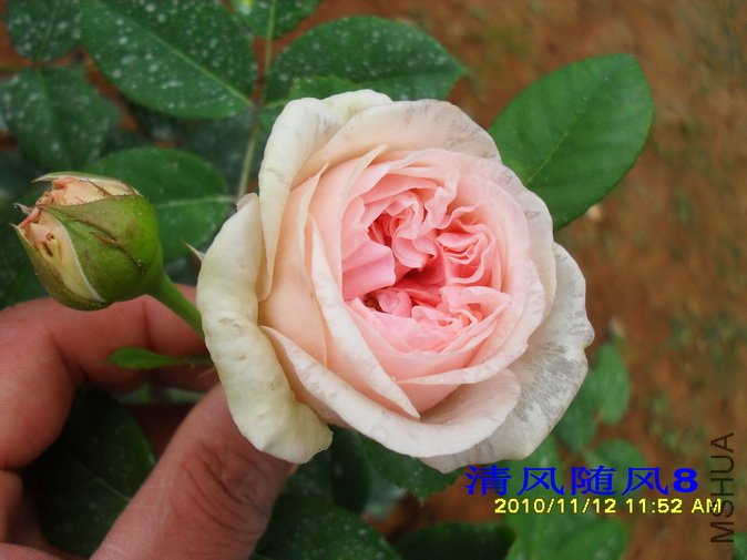 ������õ�� (Claire Rose) (2).jpg