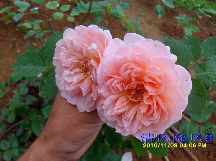 ��촬 (Tea Clipper) (3).jpg