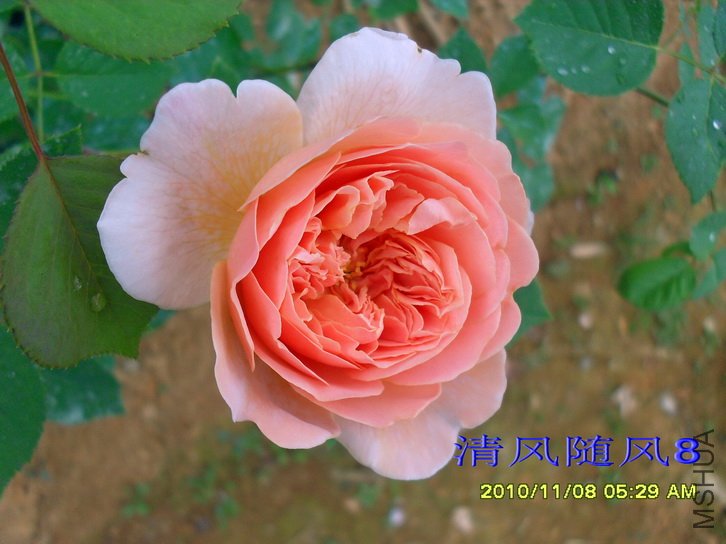 ��촬 (Tea Clipper) (1).jpg