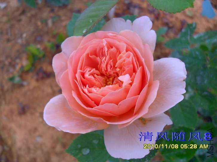 ��촬 (Tea Clipper) (5).jpg