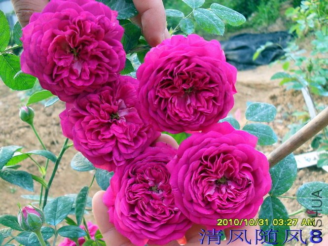 s Favorite Gallica�� (3).jpg