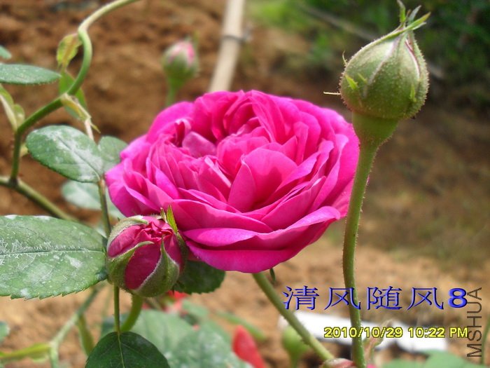 s Favorite Gallica�� (1).jpg