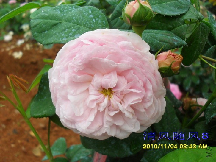 �������� (Allegra) (3).jpg