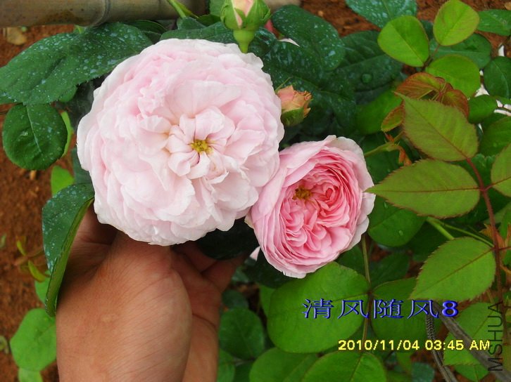 �������� (Allegra) (5).jpg