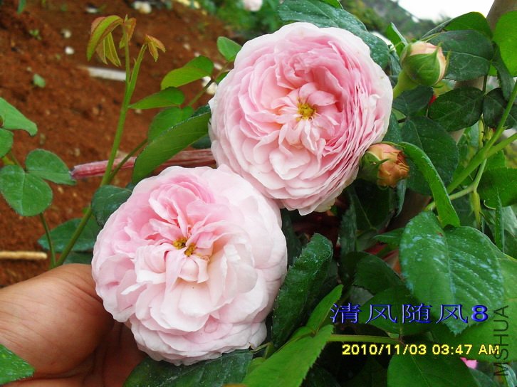 �������� (Allegra) (4).jpg