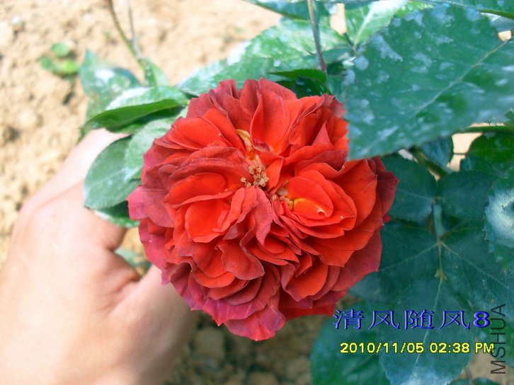 ��������� (Brown Velvet) (2).jpg