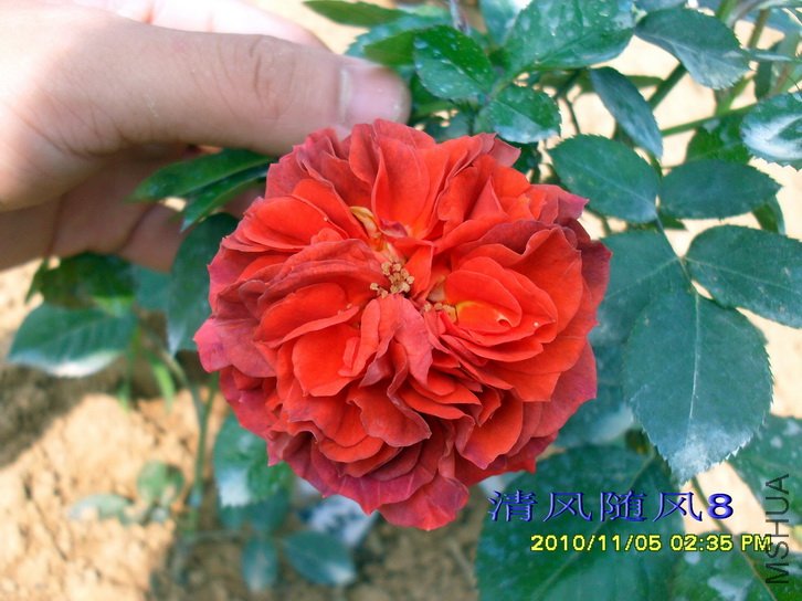 ��������� (Brown Velvet) (4).jpg