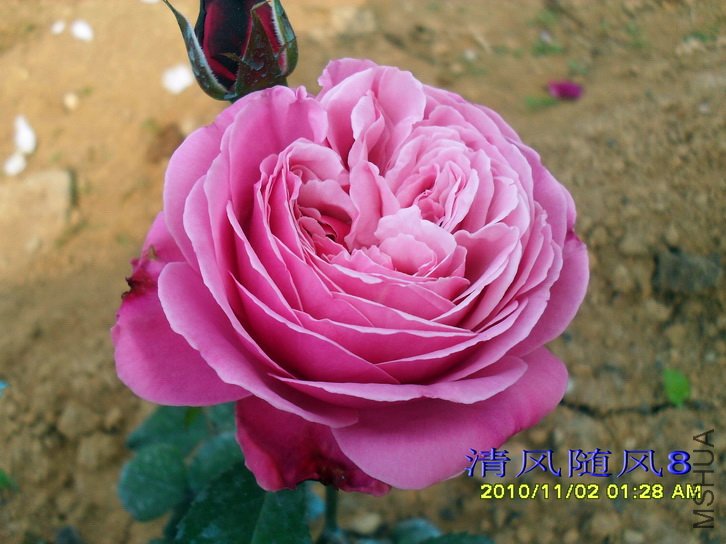 Ŧ������ (5).jpg