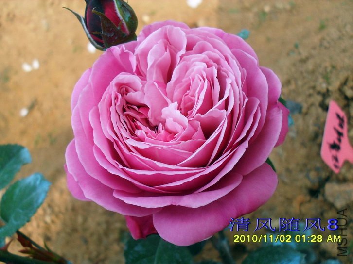 Ŧ������ (8).jpg