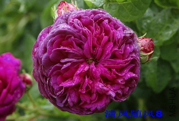 ����Ellen Tofflemire  2 (3).jpg