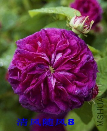 ����Ellen Tofflemire  2 (4).jpg