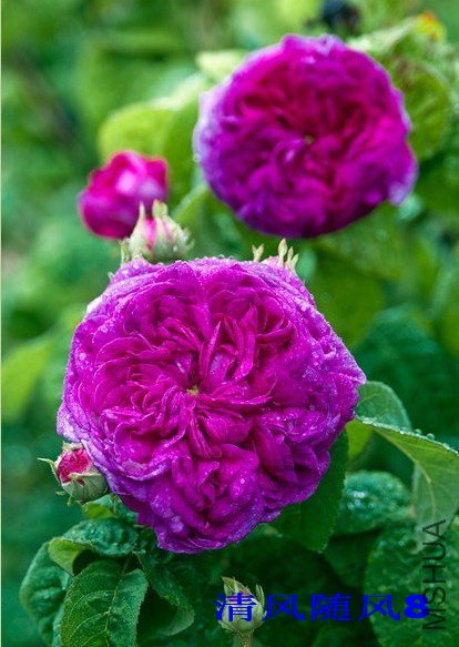 ����Ellen Tofflemire  2.jpg