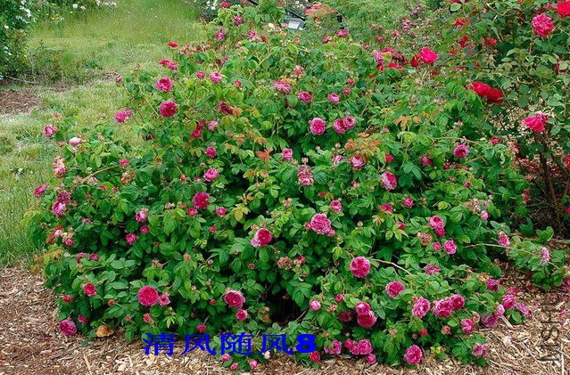 ����Ellen Tofflemire  2 (1).jpg