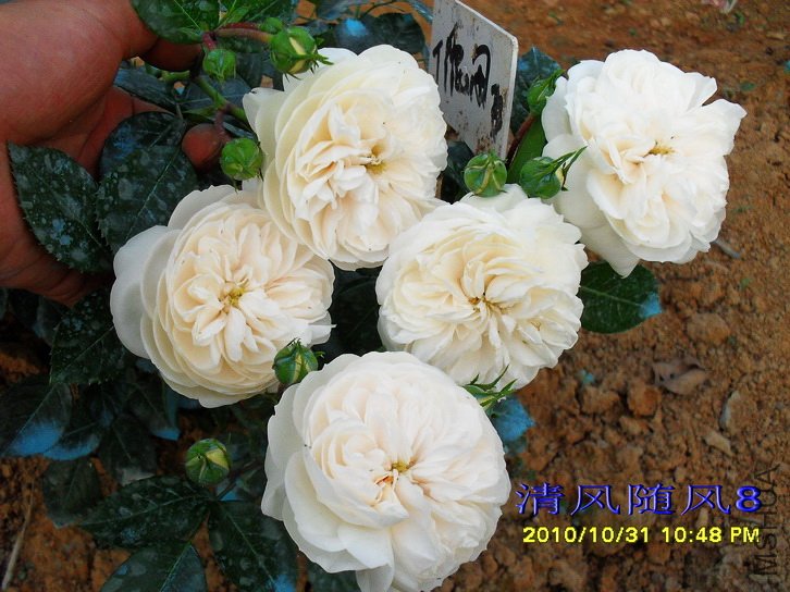 ���������ʿ (Macmillan nurse) (2).jpg