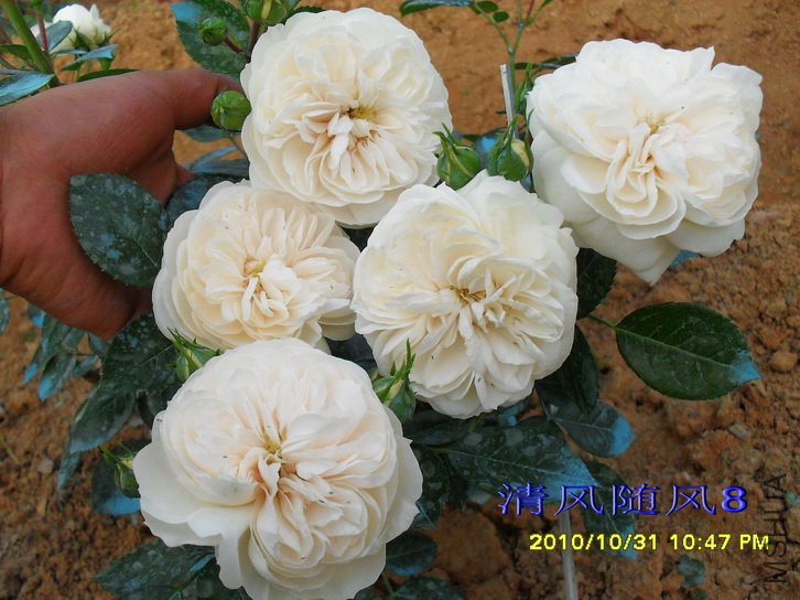 ���������ʿ (Macmillan nurse) (4).jpg