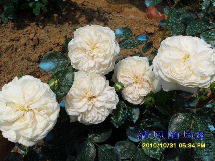 ���������ʿ (Macmillan nurse) (1).jpg