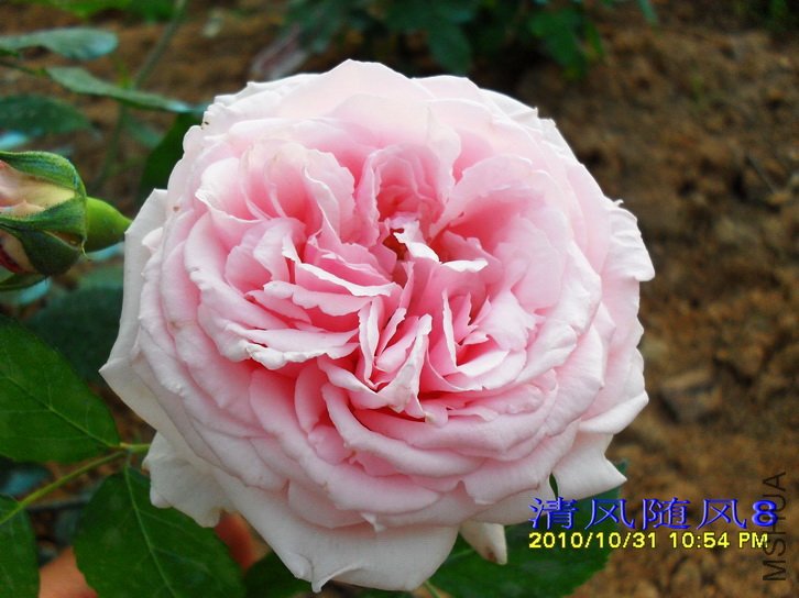 ����˹͡���� (Captain Christy) (2).jpg