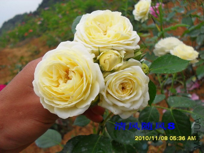 ������2 (3).jpg