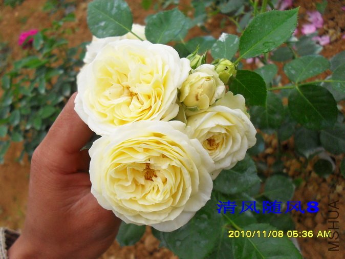 ������2 (5).jpg