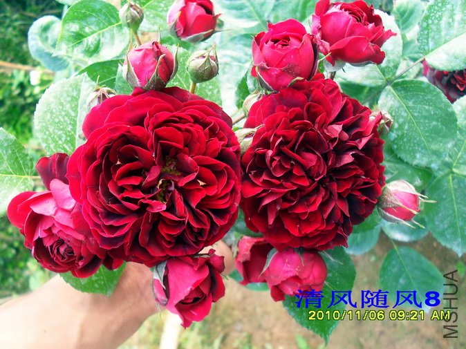 ������ (Highgrove) (5).jpg